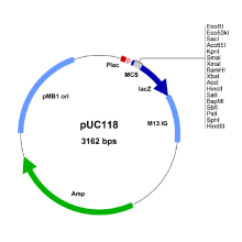 e-coli-expression-systems6