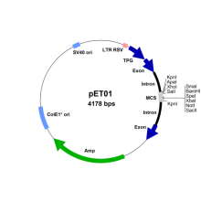 pet01_500x500