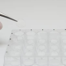 wellplatescaffolddiscs