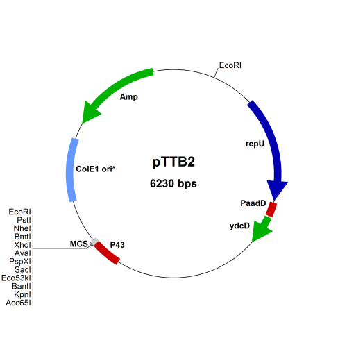 PBS042-pTTB2
