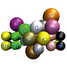 inner-kinetochor-model