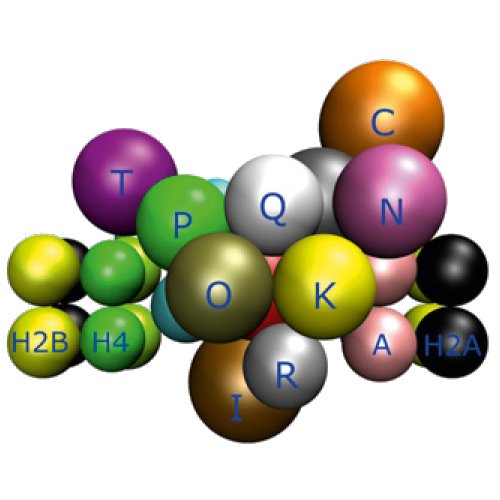 inner-kinetochor-model