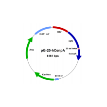 pg-20-hcenpa-vector-map